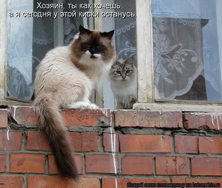 Хозяин, ты как хочешь, а я сегодня у этой киски останусь.... Котоматрица: Хозяин, ты как хочешь, а я сегодня у этой киски останусь.