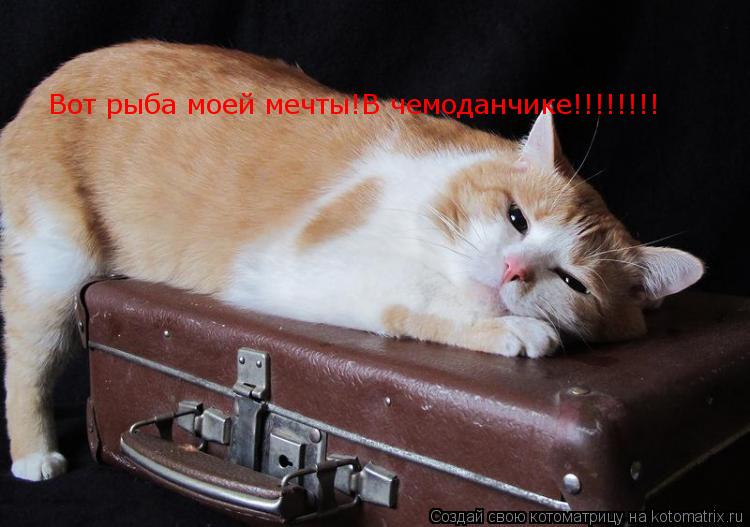 Вот рыба моей мечты!В чемоданчике!!!!!!!!... Котоматрица: Вот рыба моей мечты!В чемоданчике!!!!!!!!