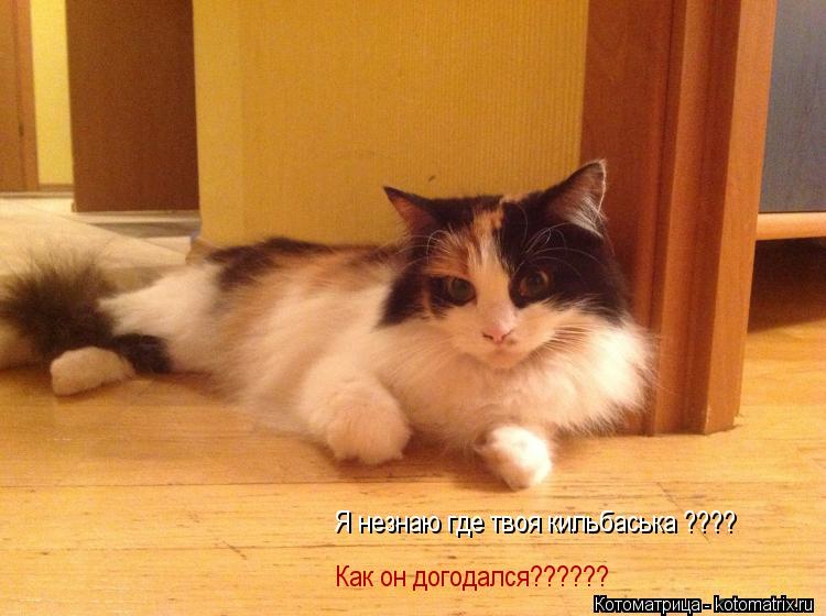 Котоматрица: Я незнаю где твоя кильбаська ???? Как он догодался??????