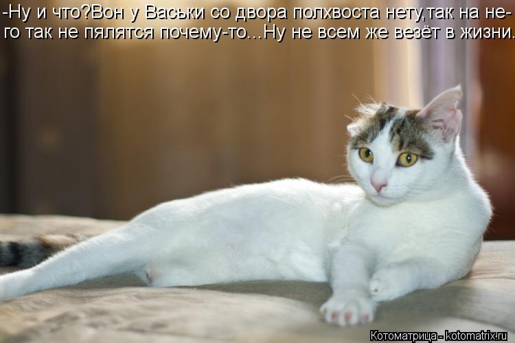 Котоматрица: -Ну и что?Вон у Васьки со двора полхвоста нету,так на не- го так не пялятся почему-то...Ну не всем же везёт в жизни...