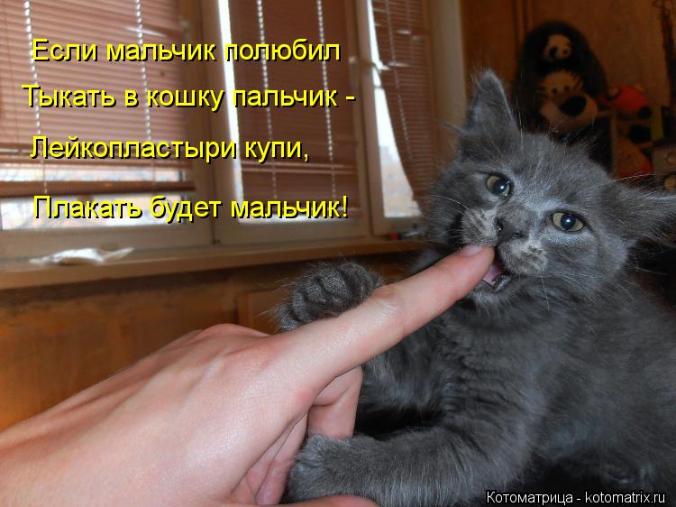 Котоматрица: Если мальчик полюбил  Тыкать в кошку пальчик - Лейкопластыри купи, Плакать будет мальчик!