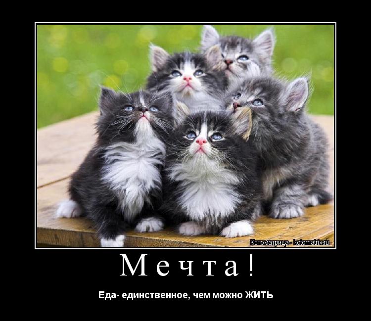 Котоматрица: Мечта! Еда- единственное, чем можно ЖИТЬ