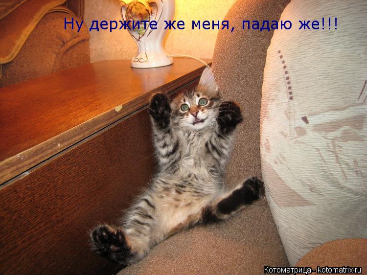 Ну держите же меня, падаю же!!!... Котоматрица: Ну держите же меня, падаю же!!!