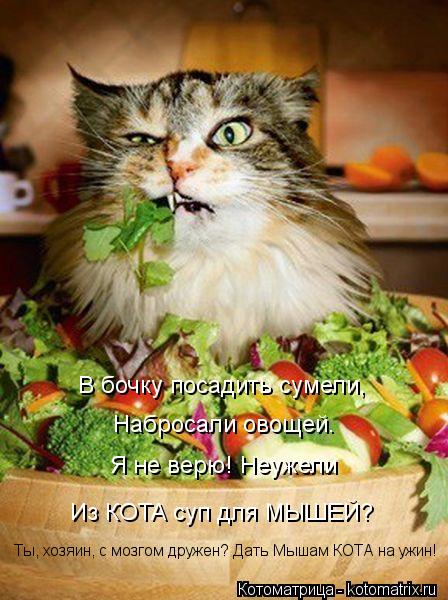 Котоматрица: В бочку посадить сумели, Набросали овощей. Я не верю! Неужели Из КОТА суп для МЫШЕЙ? Ты, хозяин, с мозгом дружен? Дать Мышам КОТА на ужин!