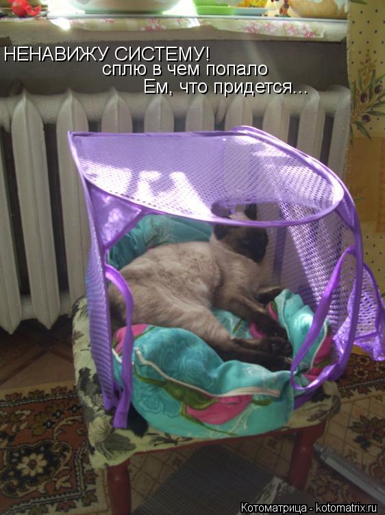 Котоматрица: НЕНАВИЖУ СИСТЕМУ!  сплю в чем попало Ем, что придется...