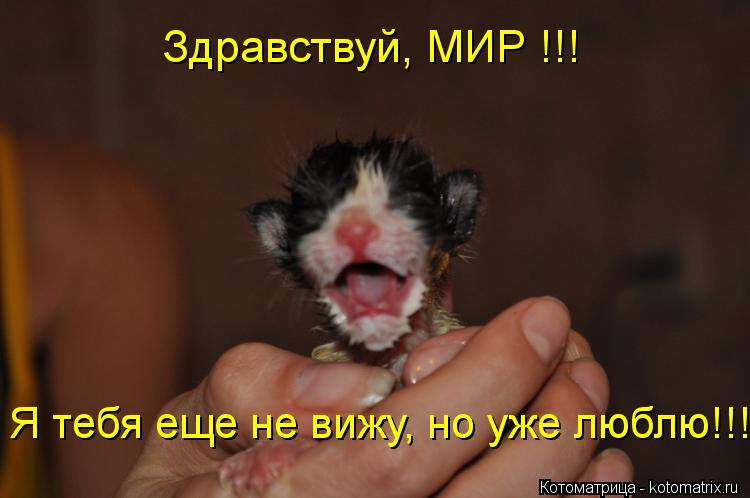 Котоматрица: Здравствуй, МИР !!! Я тебя еще не вижу, но уже люблю!!!