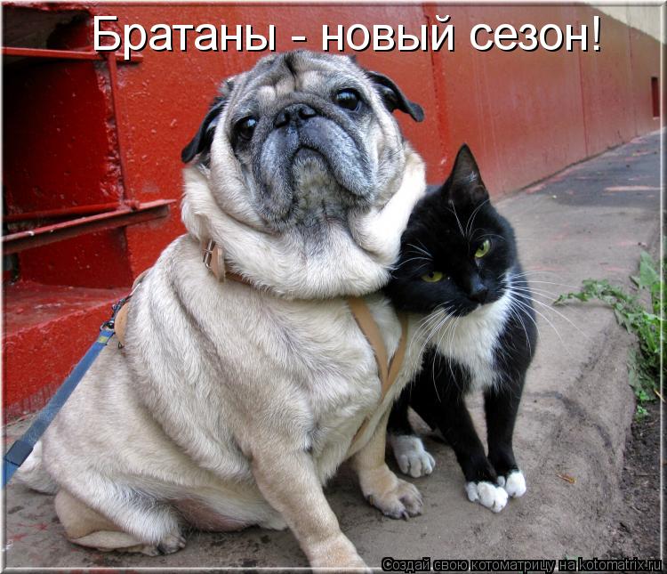 Братаны - новый сезон!... Котоматрица: Братаны - новый сезон!