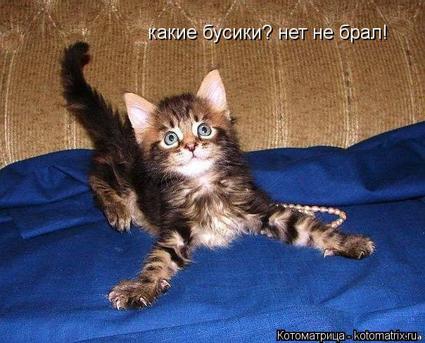 какие бусики? нет не брал!... Котоматрица: какие бусики? нет не брал!