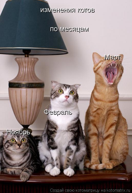 изменения котов по месяцам Ноябрь Февраль Март... Котоматрица: изменения котов по месяцам Ноябрь Февраль Март