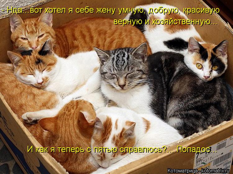 верную и хозяйственную... И как я теперь с пятью справлюсь?... Попадос... - Нда...вот хотел я себе же... Котоматрица: верную и хозяйственную... И как я теперь с пятью справлюсь?... Попадос... - Нда...вот хотел я себе жену умную, добрую, красивую