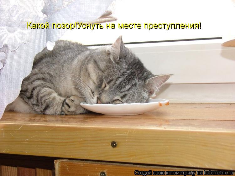 Какой позор!Уснуть на месте преступления!... Котоматрица: Какой позор!Уснуть на месте преступления!