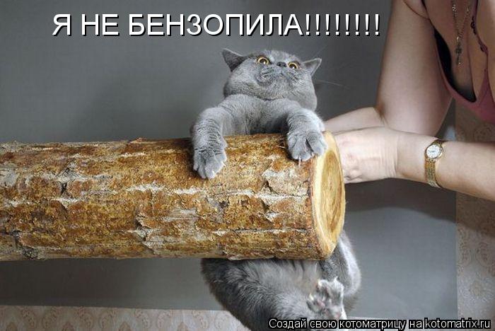 Я НЕ БЕНЗОПИЛА!!!!!!!!... Котоматрица: Я НЕ БЕНЗОПИЛА!!!!!!!!