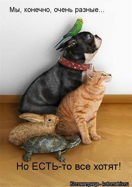 Мы, конечно, очень разные... Но ЕСТЬ-то все хотят!... Котоматрица: Мы, конечно, очень разные... Но ЕСТЬ-то все хотят!