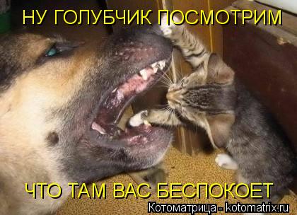 ЧТО ТАМ ВАС БЕСПОКОЕТ НУ ГОЛУБЧИК ПОСМОТРИМ... Котоматрица: ЧТО ТАМ ВАС БЕСПОКОЕТ НУ ГОЛУБЧИК ПОСМОТРИМ