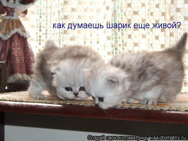 как думаешь шарик еще живой?... Котоматрица: как думаешь шарик еще живой?