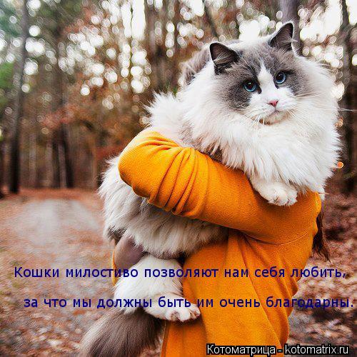Котоматрица: Кошки милостиво позволяют нам себя любить  за что мы должны быть им очень благодарны. ,