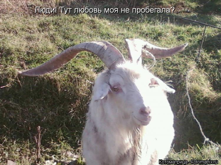 Люди! Тут любовь моя не пробегала?... Котоматрица: Люди! Тут любовь моя не пробегала?
