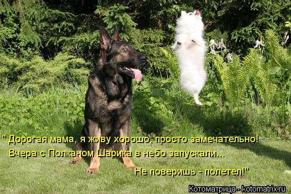 " Дорогая мама, я живу хорошо, просто замечательно! Вчера с Полканом Шарика в небо запускали... Не по... Котоматрица: " Дорогая мама, я живу хорошо, просто замечательно! Вчера с Полканом Шарика в небо запускали... Не поверишь - полетел!"