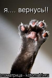 я.... вернусь!!... Котоматрица: я.... вернусь!!
