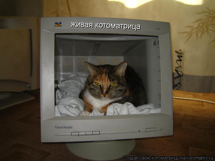 живая котоматрица... Котоматрица: живая котоматрица