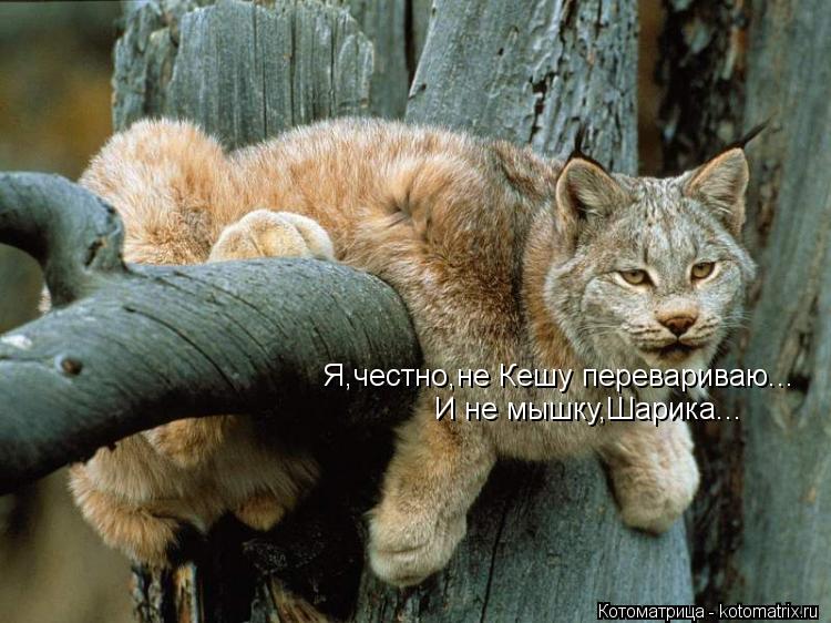 Котоматрица: Я,честно,не Кешу перевариваю... И не мышку,Шарика...