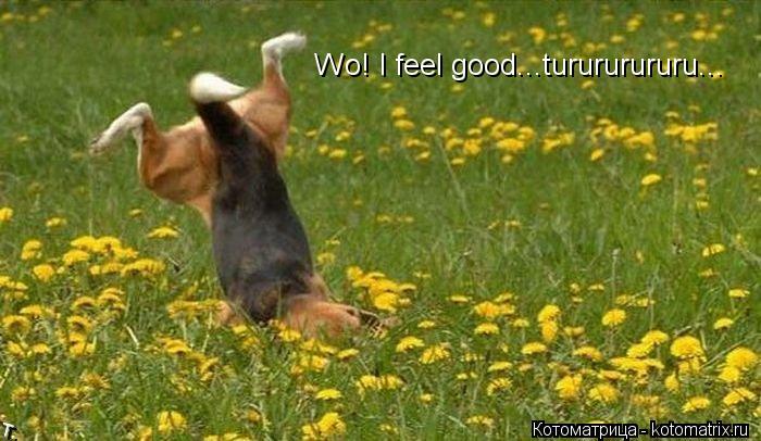 Котоматрица: Wo! I feel good...turururururu...