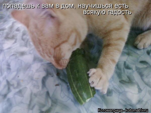 попадешь к вам в дом, научишься есть всякую гадость... Котоматрица: попадешь к вам в дом, научишься есть всякую гадость