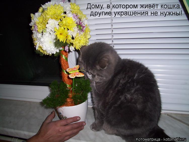 Дому, в котором живёт кошка другие украшения не нужны!... Котоматрица: Дому, в котором живёт кошка другие украшения не нужны!