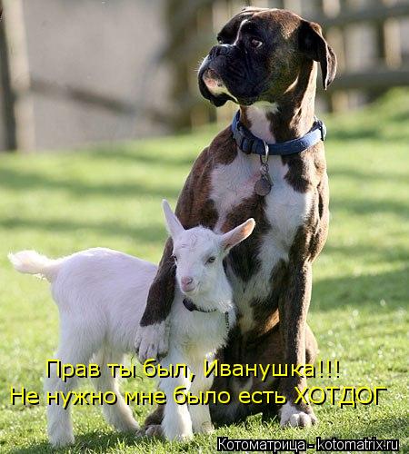 Не нужно мне было есть ХОТДОГ Прав ты был, Иванушка!!!... Котоматрица: Не нужно мне было есть ХОТДОГ Прав ты был, Иванушка!!!