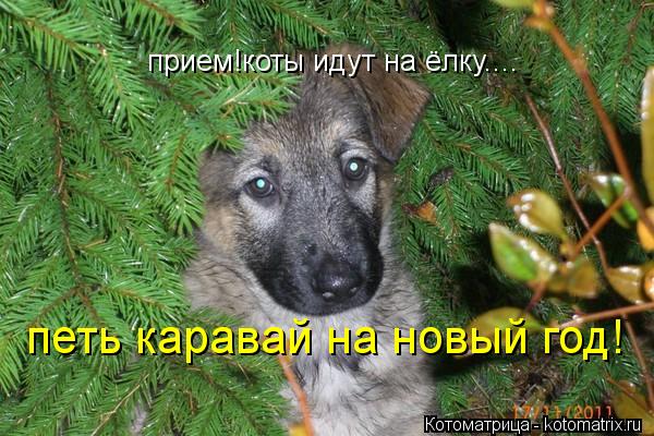 прием!коты идут на ёлку.... петь каравай на новый год!... Котоматрица: прием!коты идут на ёлку.... петь каравай на новый год!