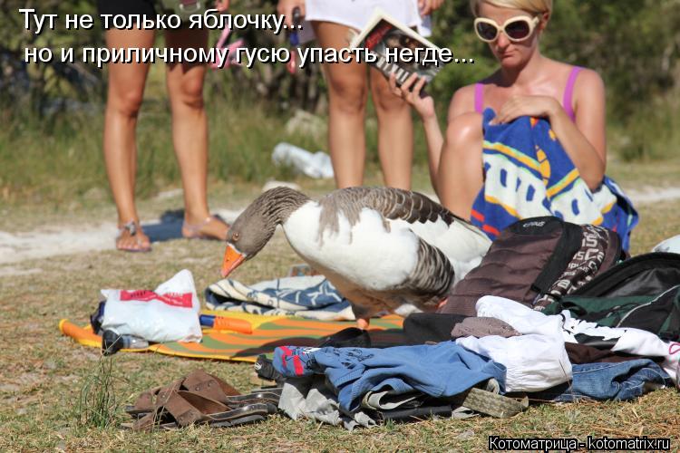Тут не только яблочку... но и приличному гусю упасть негде...... Котоматрица: Тут не только яблочку... но и приличному гусю упасть негде...