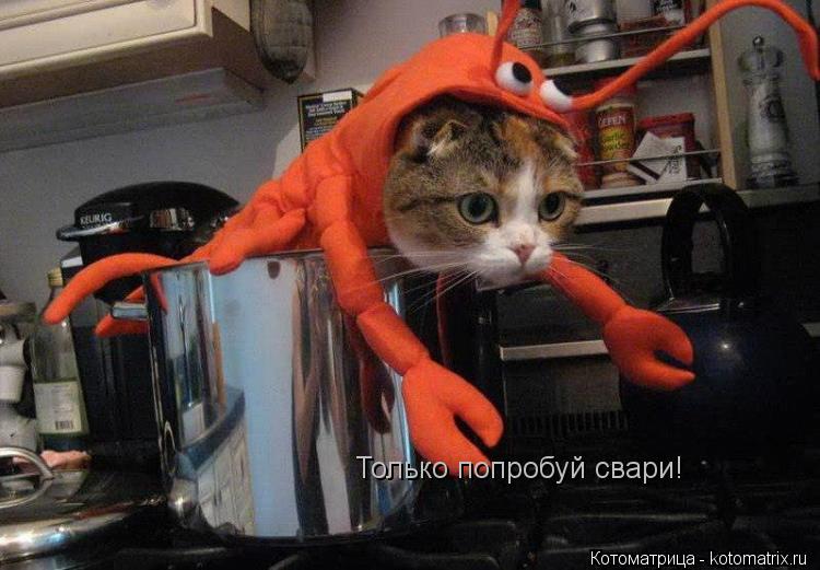 Котоматрица: Только попробуй свари!
