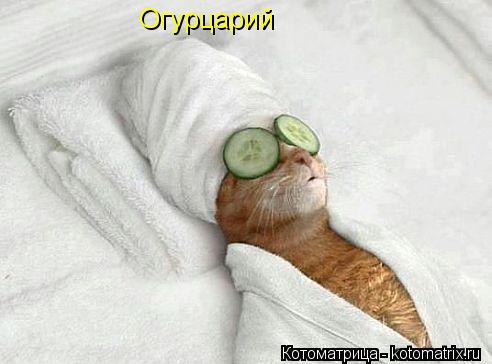 Огурцарий... Котоматрица: Огурцарий