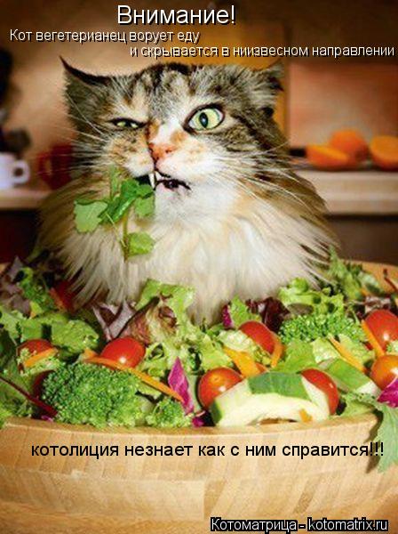 Котоматрица: Внимание! Кот вегетерианец ворует еду  и скрывается в ниизвесном направлении котолиция незнает как с ним справится!!!