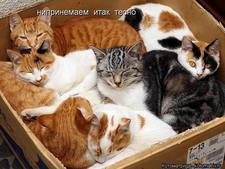 нипринемаем итак тесно... Котоматрица: нипринемаем итак тесно