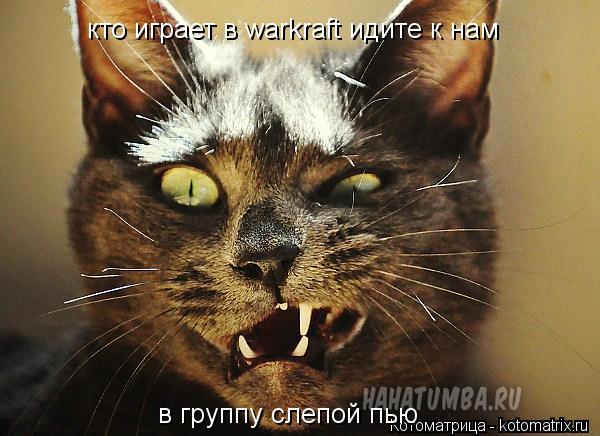 кто играет в warkraft идите к нам в группу слепой пью... Котоматрица: кто играет в warkraft идите к нам в группу слепой пью