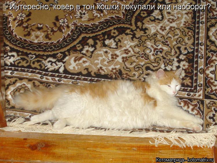 Котоматрица: Интересно, ковёр в тон кошки покупали или наоборот?