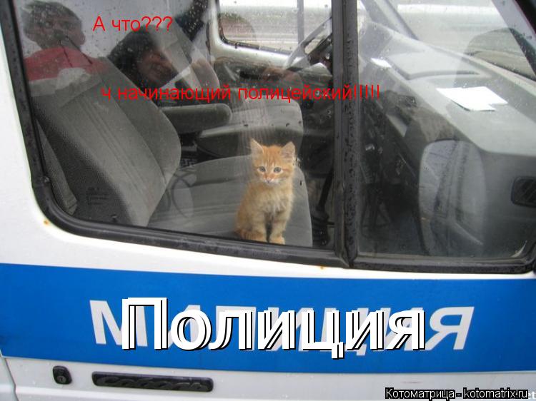 А что??? ч начинающий полицейский!!!!! Полиция Полиция Полиция... Котоматрица: А что??? ч начинающий полицейский!!!!! Полиция Полиция Полиция