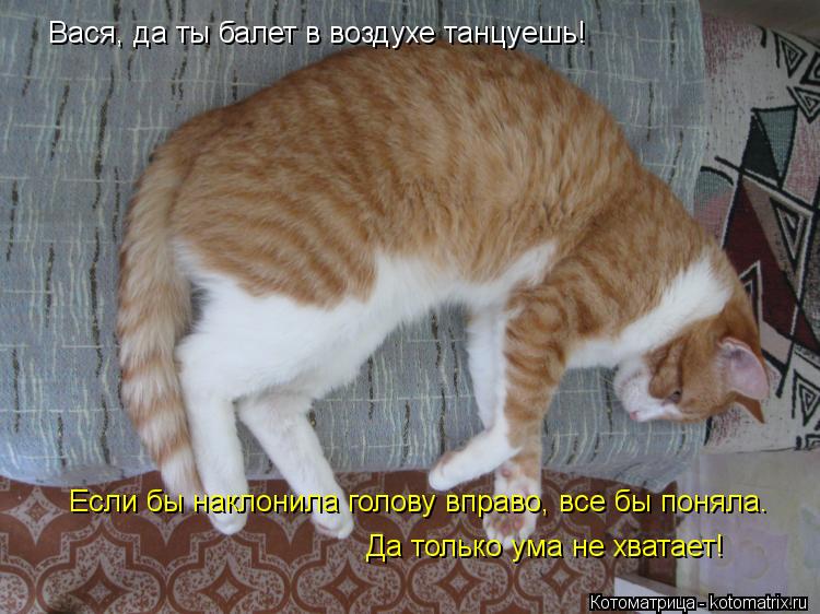 Вася, да ты балет в воздухе танцуешь! Если бы наклонила голову вправо, все бы поняла. Да только ума н... Котоматрица: Вася, да ты балет в воздухе танцуешь! Если бы наклонила голову вправо, все бы поняла. Да только ума не хватает!