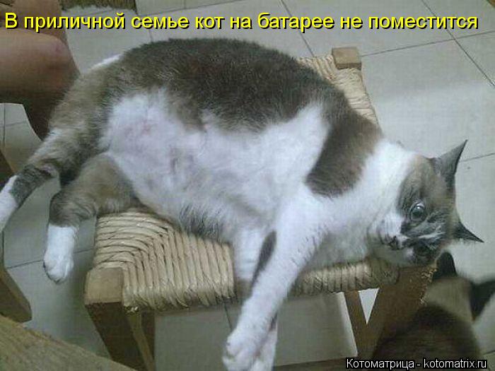 В приличной семье кот на батарее не поместится... Котоматрица: В приличной семье кот на батарее не поместится