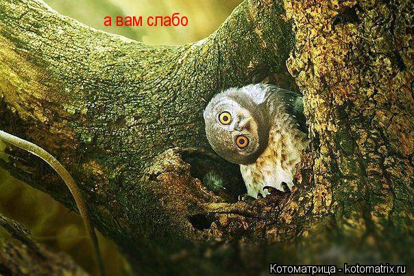 а вам слабо... Котоматрица: а вам слабо