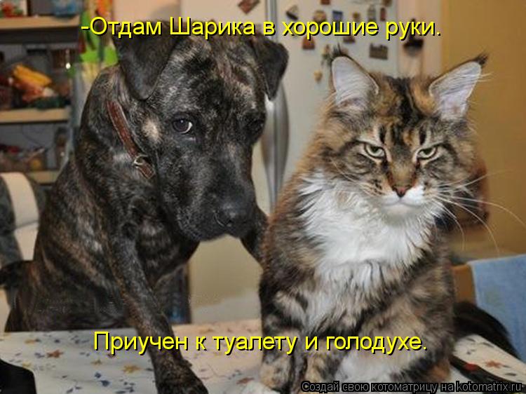 -Отдам Шарика в хорошие руки. Приучен к туалету и голодухе.... Котоматрица: -Отдам Шарика в хорошие руки. Приучен к туалету и голодухе.