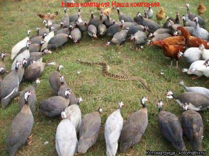 Наша компания Наша компания... Котоматрица: Наша компания Наша компания