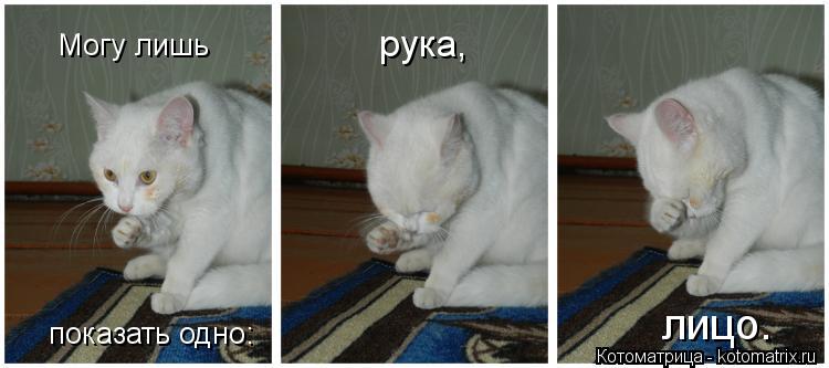 Котоматрица: Могу лишь  показать одно: рука, лицо.