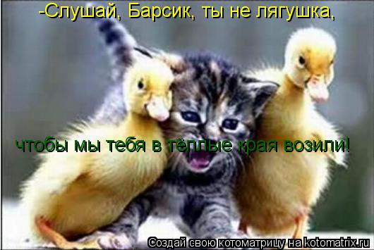 -Слушай, Барсик, ты не лягушка, чтобы мы тебя в тёплые края возили!... Котоматрица: -Слушай, Барсик, ты не лягушка, чтобы мы тебя в тёплые края возили!