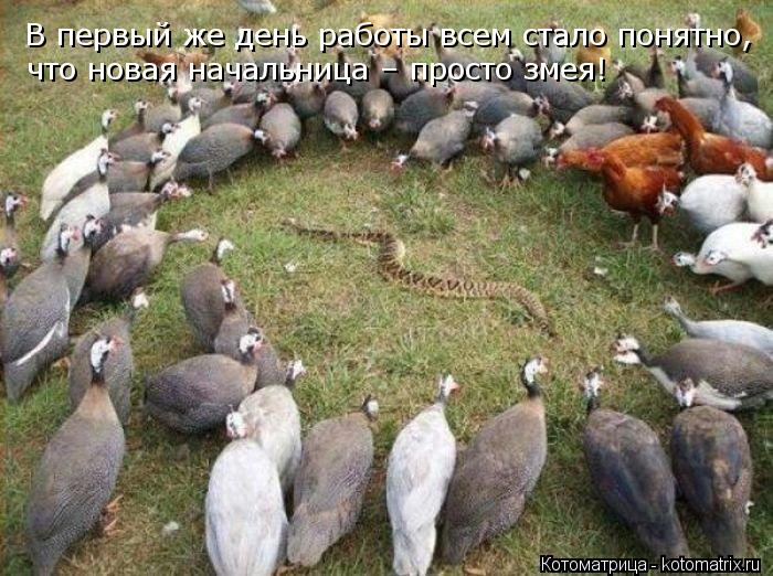 Котоматрица: В первый же день работы всем стало понятно, что новая начальница – просто змея!