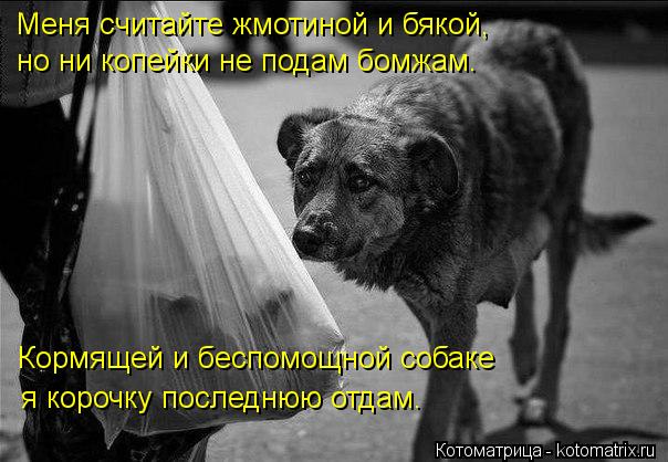 Котоматрица: Меня считайте жмотиной и бякой,  но ни копейки не подам бомжам. Кормящей и беспомощной собаке  я корочку последнюю отдам.