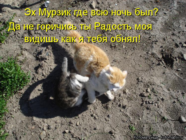 Эх Мурзик где всю ночь был? Да не горичись ты Радость моя видишь как я тебя обнял!... Котоматрица: Эх Мурзик где всю ночь был? Да не горичись ты Радость моя видишь как я тебя обнял!