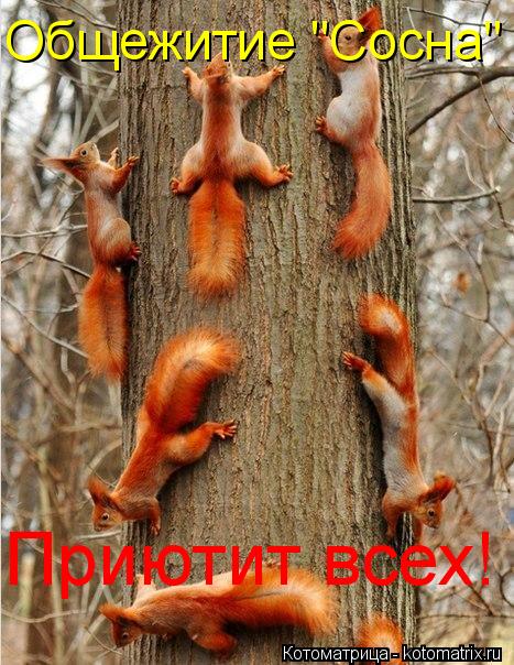 Общежитие "Сосна" Приютит всех!... Котоматрица: Общежитие "Сосна" Приютит всех!