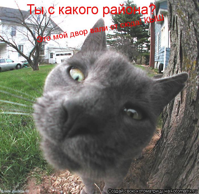 Ты с какого района? Это мой двор вали от сюда! КЫШ... Котоматрица: Ты с какого района? Это мой двор вали от сюда! КЫШ